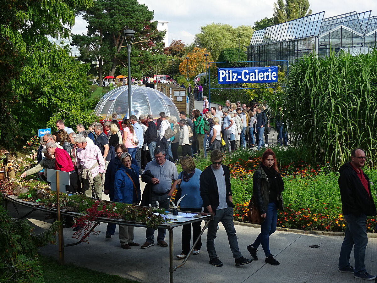 Impression von der Pilzausstellung im September 2017 (Foto: R. Bütow).