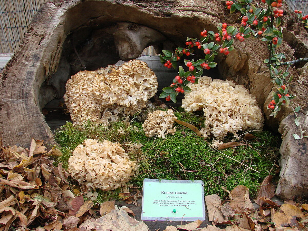 Die Krause Glucke (Sparassis crispa) kommt hauptsächlich an Stümpfen und Wurzeln von Kiefern vor (Foto: R. Bütow).